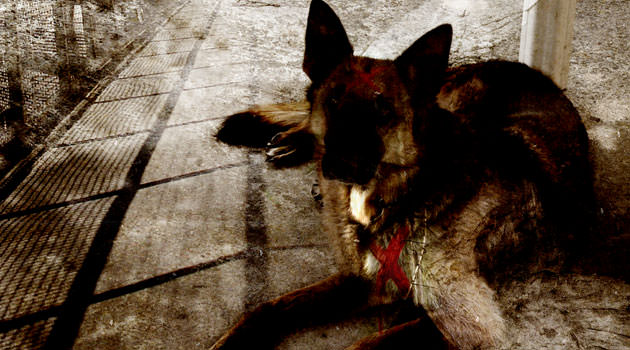 El perro del&nbsp;Guardabosques